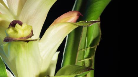 Siam-tulip-time-lapse-macro-close-up-of-one-of-the-orchid-like-buds-opening-follow-pedestal