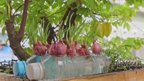 Purple-onion-grow-up-in-the-plastic-bottle