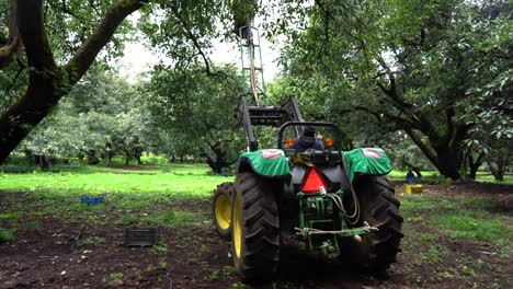 A-large-green-tractor-backs-up-and-adjusts-position-so-field-worker-can-harvest-avocados-in-Mexico