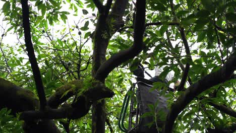 Man-with-white-shirt-using-a-pole-to-harvest-avocados-from-tree-branches-in-Mexico