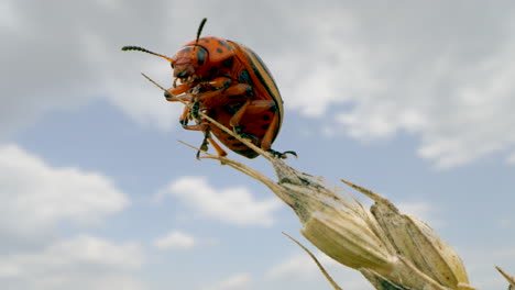 Majestic-Colorado-potato-beetle-hanging-on-top-of-wheat-ear-against-cloudy-sky