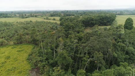 Luftaufnahme-über-Bäumen-In-Der-Ecuadorianischen-Küstenprovinz-Santo-Domingo,-Grünen-Feldern-Und-Palmenplantagen