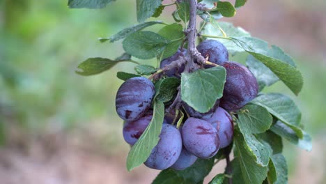 Bunch-of-plums-hanging-on-branch-with-leaves-gently-moving-in-the-wind---Sweet-savory-plums-ready-for-harvest---Static-closeup-with-shallow-focus-and-blurred-background