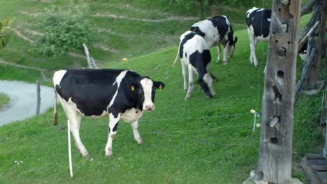 Schwarz-weiße-Kühe-Grasen-Auf-Grünem-Gras-Neben-Einem-Alten-Holzstall-Mit-Wasserreservoir-Aus-Kunststoff