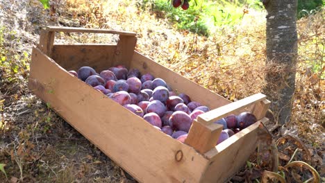 Female-hands-putting-sweet-delicious-plums-inside-wooden-box---Box-full-of-opal-plums-laying-on-ground-in-beautiful-sunlight---Norway