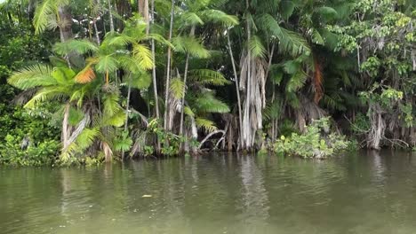 Acai-Palme,-Uferwasservegetation,-Am-Tropischen-Fluss-In-Der-Brasilianischen-Natur