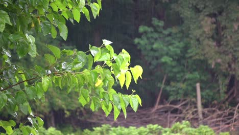 Grüne-Blätter-Eines-Baumes-An-Einem-Regnerischen-Tag