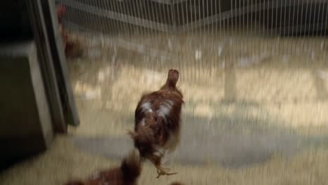 Caged-and-trucked-chickens-being-thrown-out-of-cage-and-landing-into-a-dark-chicken-coup