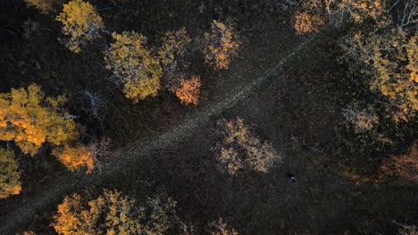 Man-flying-a-drone-focusing-on-yellow-and-orange-autumnal-trees-that-surround-a-path-in-the-woods