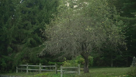 Manzano-De-Cangrejo-Con-La-Antigua-Valla-De-Nueva-Inglaterra-Durante-El-Otoño-Con-Un-Exuberante-Bosque-Verde-4k-24p