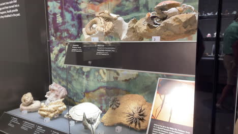 Animal-Fossils-From-The-Past-Display-On-Glass-Cabinet-At-Tucson-Gem-Show