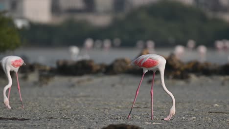 Migratory-birds-Greater-Flamingos-wandering-in-the-shallow-muddy-marsh-land-at-low-tide-–-Bahrain