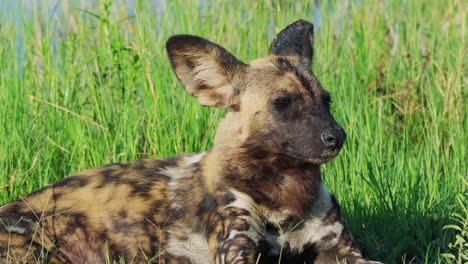 Einsamer-Afrikanischer-Wildhund,-Der-Im-Gras-Liegt-Und-Sich-Im-Khwai-Wildlife-Sanctuary,-Botswana,-Umsieht