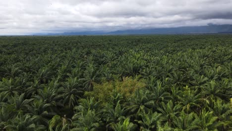 Una-Interminable-Plantación-De-Aceite-De-Palma-En-Costa-Rica-Se-Extiende-Hasta-El-Horizonte