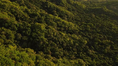 Cinematic-aerial-upwards-tilt-on-a-drone's-gimbal-while-flying-over-endless-lush-rainforest