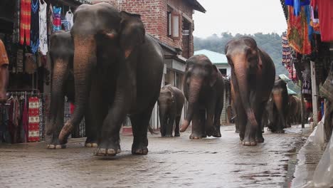 View-of-a-mahout-directing-a-group-of-elephants-from-the-Pinnawala-Elephant-Orphanage-to-the-streets-in-Sabaragamuwa-Province-of-Sri-Lanka,-Dec-2014