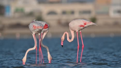 Winter-Migratory-birds-Greater-Flamingos-wandering-in-the-shallow-sea-backwaters-at-low-tide---Bahrain