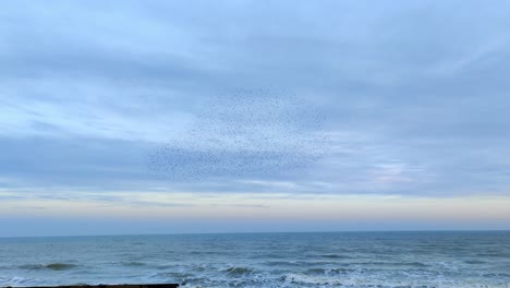 group-of-starling-birds-flying-in-formation-murmuration