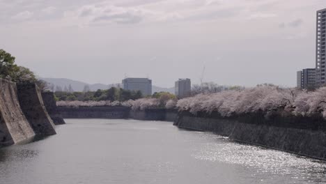 Osaka-Castle-Park-Moat-and-Sakura-Grove,-Blossoming-Spring-Cherry-Blossoms