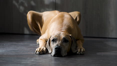 Rhodesian-ridgeback-dog-lying-lazily-on-a-wooden-floor-by-the-door