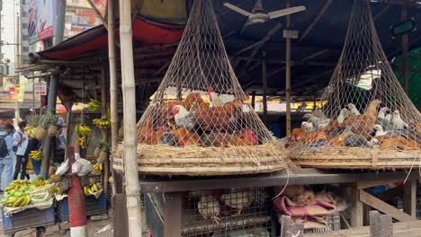 Row-Of-Fresh-Chickens-In-Hanging-Netted-Cages-At-Market-Stall-In-Street-In-Dhaka