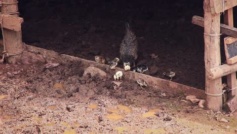 A-mother-chicken-hen-leading-her-brood-of-chicks-foraging-on-the-muddy-ground-of-a-farm