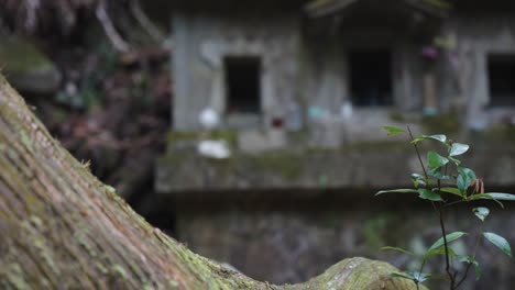 Santuario-Japonés-Cubierto-De-Musgo,-Abandonado-Solo-En-El-Bosque-4k
