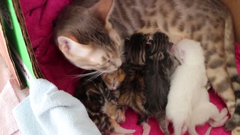 Bengal-Cat-Nursing-Kittens-in-a-Box