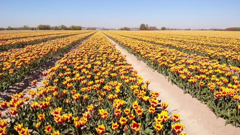 Aerial-Low-Flying-Over-Rows-Of-Red-Yellow-Tulip-Fields-At-Hoeksche-Waard