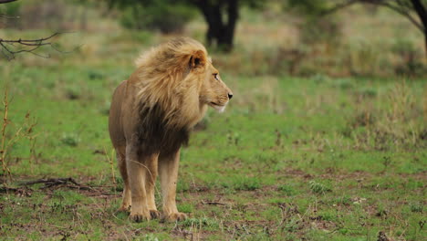 Male-Lion-On-Prowl-In-Central-Kalahari-Game-Reserve,-Botswana---wide