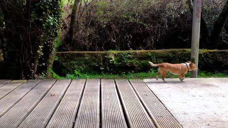 Kleiner-Selbstbewusster-Brauner-Hund,-Der-über-Die-Promenade-über-Den-Fluss-Läuft