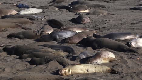 Elephant-Seals-Cluster-Together-To-Rest-And-Sleep-On-Beach-Sand-At-San-Simeon,-Big-Sur,-California--static