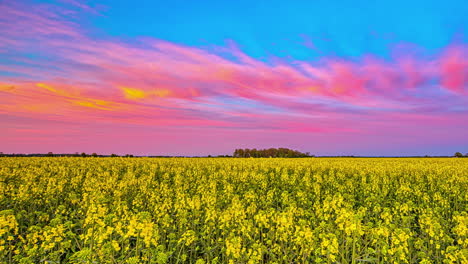 Blühende-Gelbe-Rapsblüten-Auf-Dem-Feld-Mit-Farbenfrohem-Sonnenuntergangshimmel