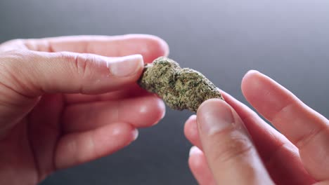 Close-up-of-person-holding-dried-bud-of-cannabis,-weed,-marihuana