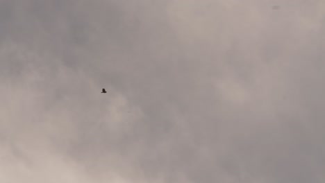 Gaviota-Volando-Con-Nubes-Detrás