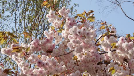 Hanging-Tree-blossom-in-pink-and-white,-Mid-shot