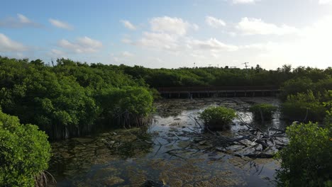mangrove-tour-with-a-drone-in-the-Riviera-maya