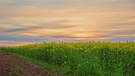 Prosperous-oil-rapeseed-crop-Ukraine-warhit-fields