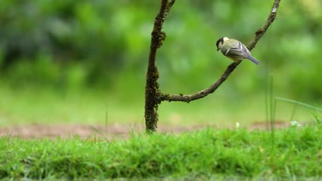 Low-static-shot-of-a-great-tit-flying-in-from-off-camera-and-landing-on-a-branch-before-hopping-to-the-ground,-slow-motion