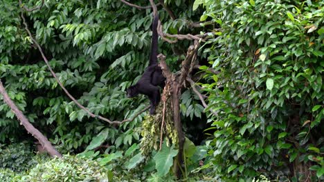 Siamang,-black-furred-gibbon-native-to-the-forests-od-south-east-Asia