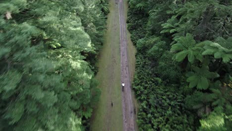 Aerial-looking-down-at-mountain-biker-with-two-dogs-racing-downhill-through-trees