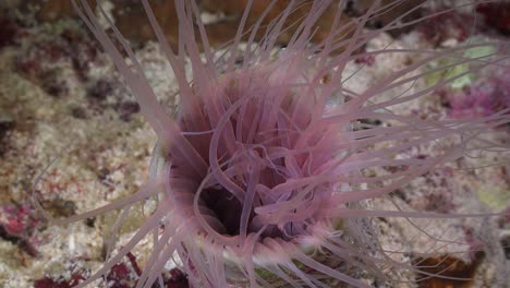Pink-sea-anemone-close-up-on-coral-reef-at-night