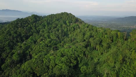 Grandes-árboles-Que-Crecen-En-La-Montaña-De-Asia-Rodeados-De-Paisajes-Tropicales-En-Verano---Toma-Aérea-De-Drones