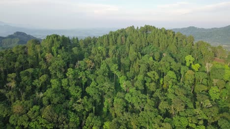 Luftaufnahme-Einer-üppigen-Waldlandschaft,-Die-An-Einem-Bewölkten-Morgenmorgen-Auf-Dem-Berggipfel-Wächst