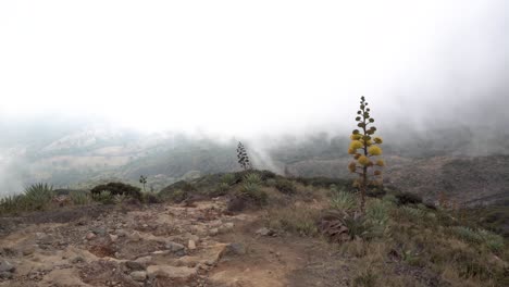 Von-Dampf-Bedeckte-Kakteenvegetation-In-Der-Nähe-Des-Kraters-Des-Vulkans-Santa-Ana-In-El-Salvador,-Zentralamerika,-Schwenk-Nach-Links