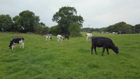 Vacas-Pastando-En-Campo-Verde