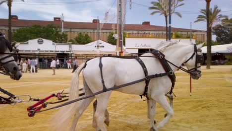 Vier-Weiße-Pferde-Ziehen-Die-Rote-Kutsche-Der-Spanier-Auf-Der-Messe-In-Jerez,-Gefolgt-Von-Pan