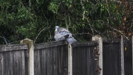 Puffed-Up-Pigeon-Perched-On-Garden-Fence-In-Heavy-Rain