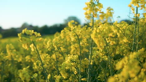Blooming-Yellow-Rapeseed-Flowers-Field,-close-up-walk-though