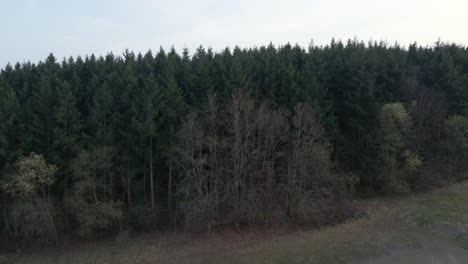 Vast-and-dry-wheat-field-in-front-of-a-dark-coniferous-forest-in-Germany